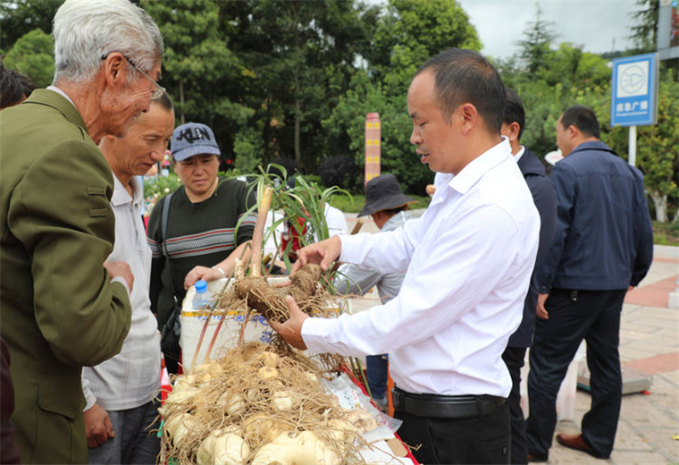 中药材种植户参加展销会推介药材.jpg