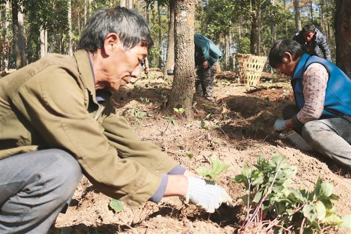 林下中药材种植