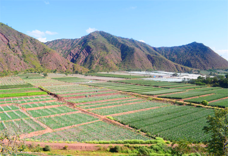 热作蔬菜规模化种植.jpg