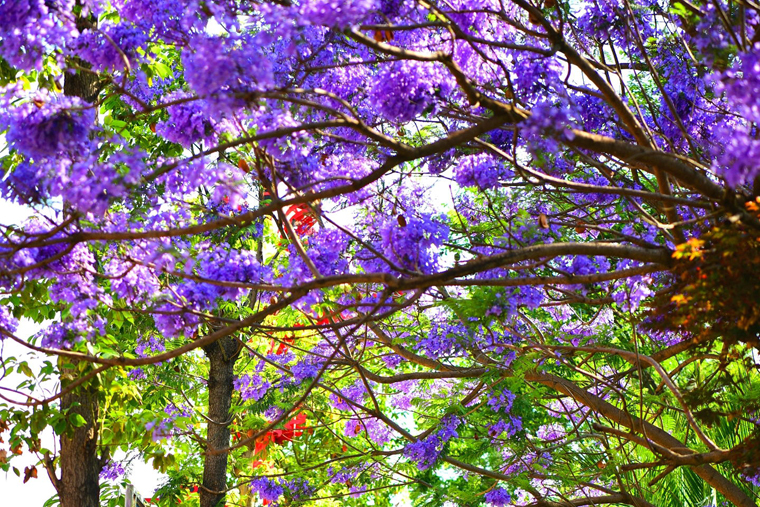 DSC_7271_看图王_看图王.jpg DSC_7271_看图王_看图王.jpg