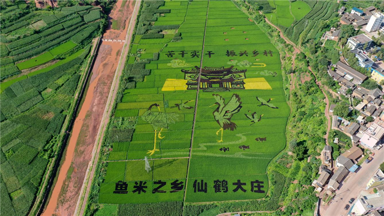 沙甸河河河道治理后特色景观(彩稻种植).png